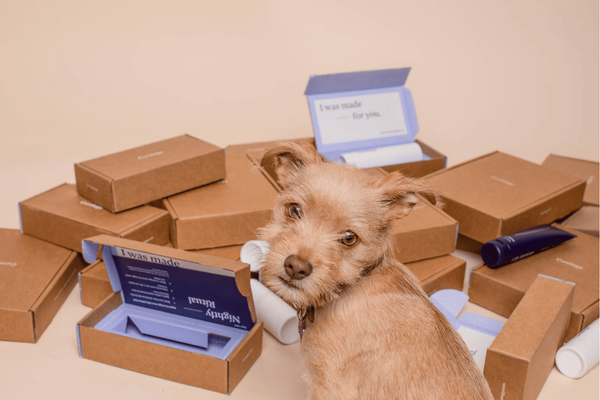 6 Best Dog Subscription Box: Discovering the Perfect Dog Subscription Box for Every Pup