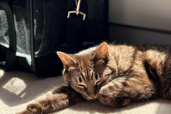 The Best Top-Loading Cat Carriers: Unleashing Feline Adventures with Our Top 8 Picks!