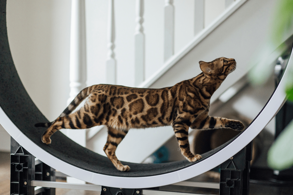 The Best 6 Cat Exercise Wheels: Purr-fectly Engaging!