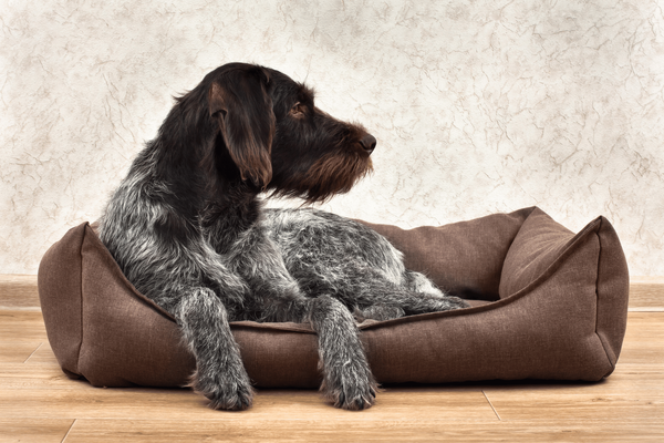 6 Best Orthopedic Dog Bed for Large Dogs that Helps Your Dog Sleep in Style