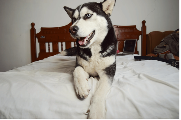 The 8 Best Husky Dog Beds: Providing Comfort and Coziness for Your Furry Friend!