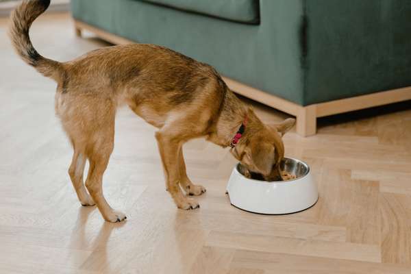 The Top 7 Best Food for Dogs with Allergies in 2024