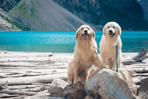 The 7 Best Dog Foods for Golden Retrievers: Top Picks for Your Furry Friend