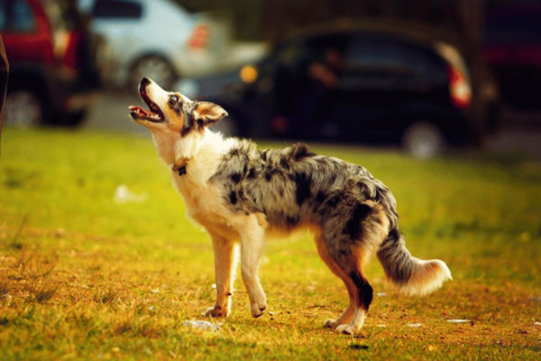 The Best Dog Food For Australian Shepherd: Top Bites for Aussie Pals