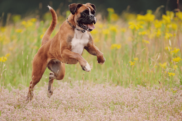 The Top 8 Best Dog Foods for Your Energetic Boxer
